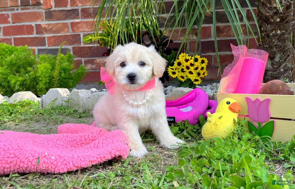 Maltipoo dogs Coco Channel - Ad 1