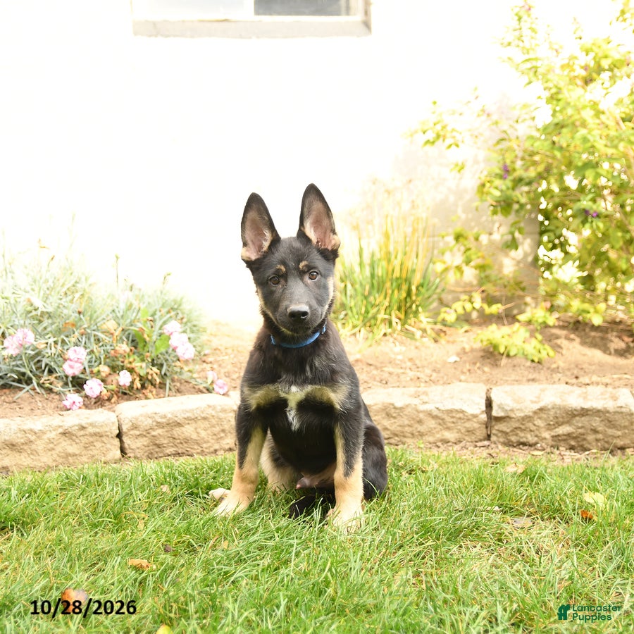 Gerberian Shepsky dogs for sale: Thomas - Ad 1