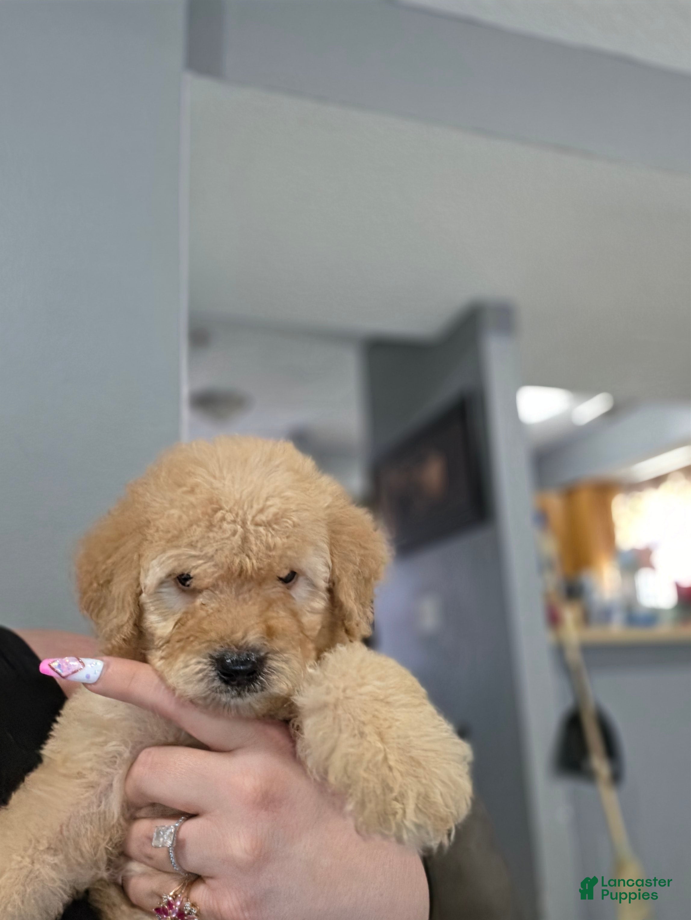 Goldendoodle dogs Goldendoodle 4 - Ad 25
