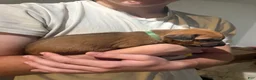 Rhodesian Ridgeback dogs for sale: Rhodesian Ridgeback 2 - Ad 3