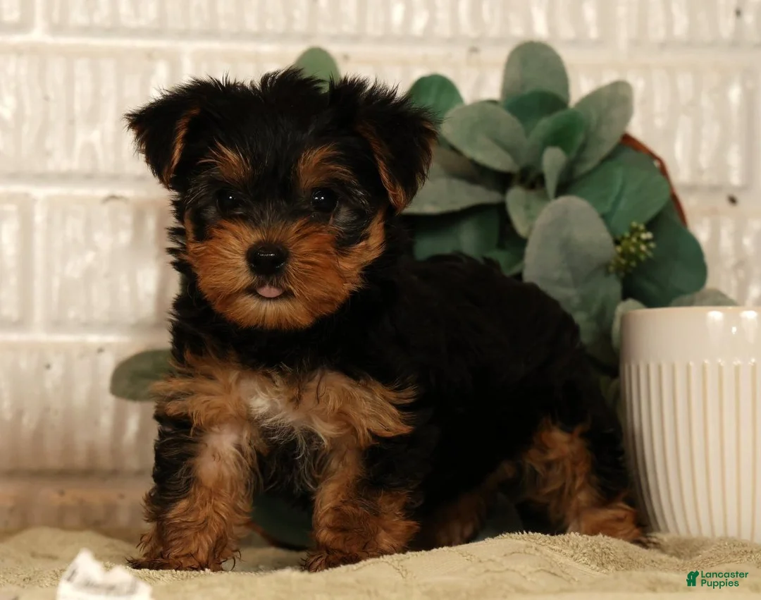 Yorkshire Terrier dogs for sale: Wesley - Ad 2