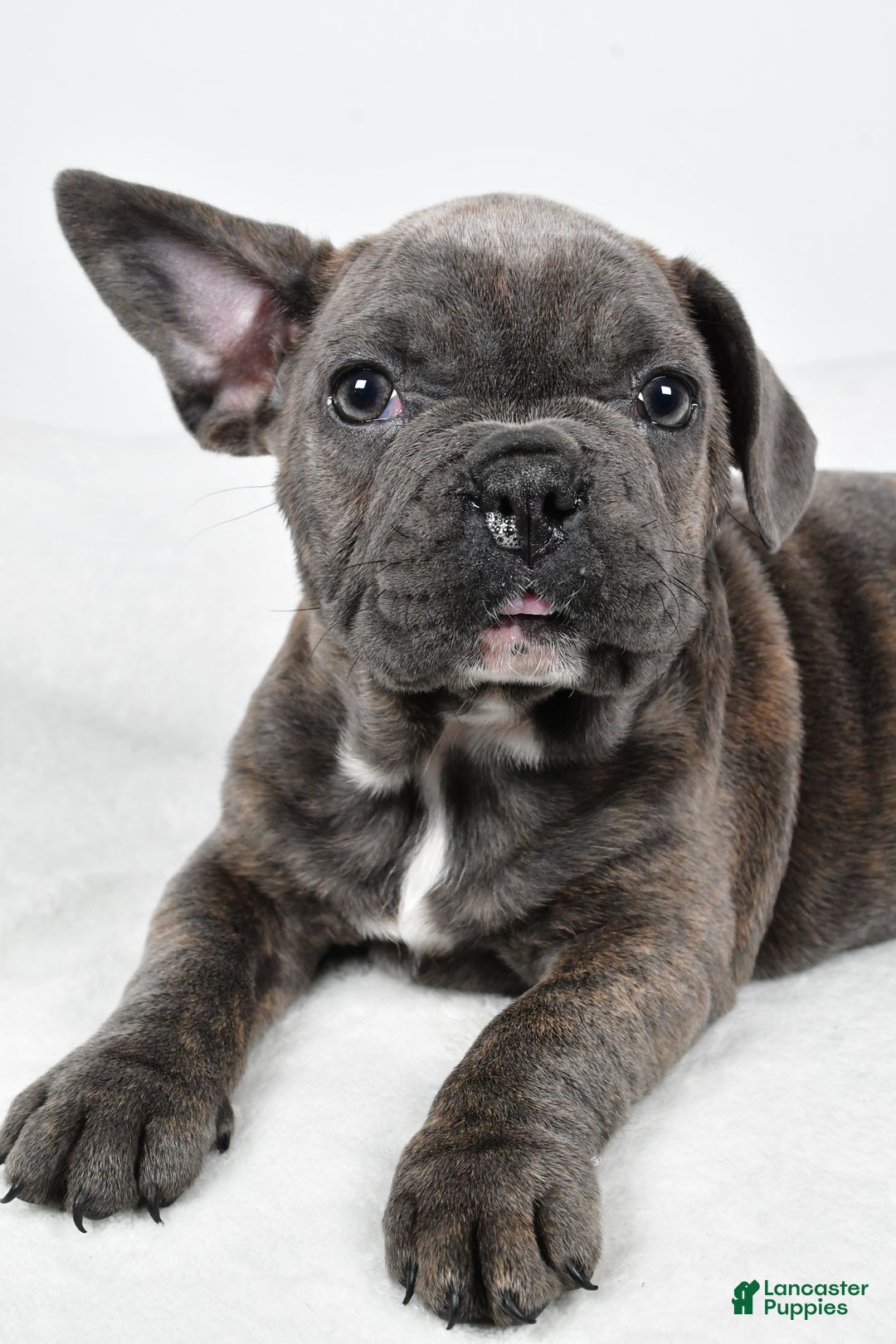 Mixed Breed dogs for sale: Raven - Ad 5