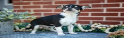 Chihuahua dogs for sale: Patches - Ad 2