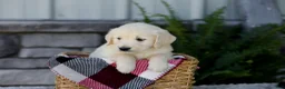 Golden Retriever dogs for sale: Beauty - Ad 3