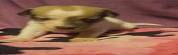 Chihuahua dogs for sale: Diane  - Ad 4