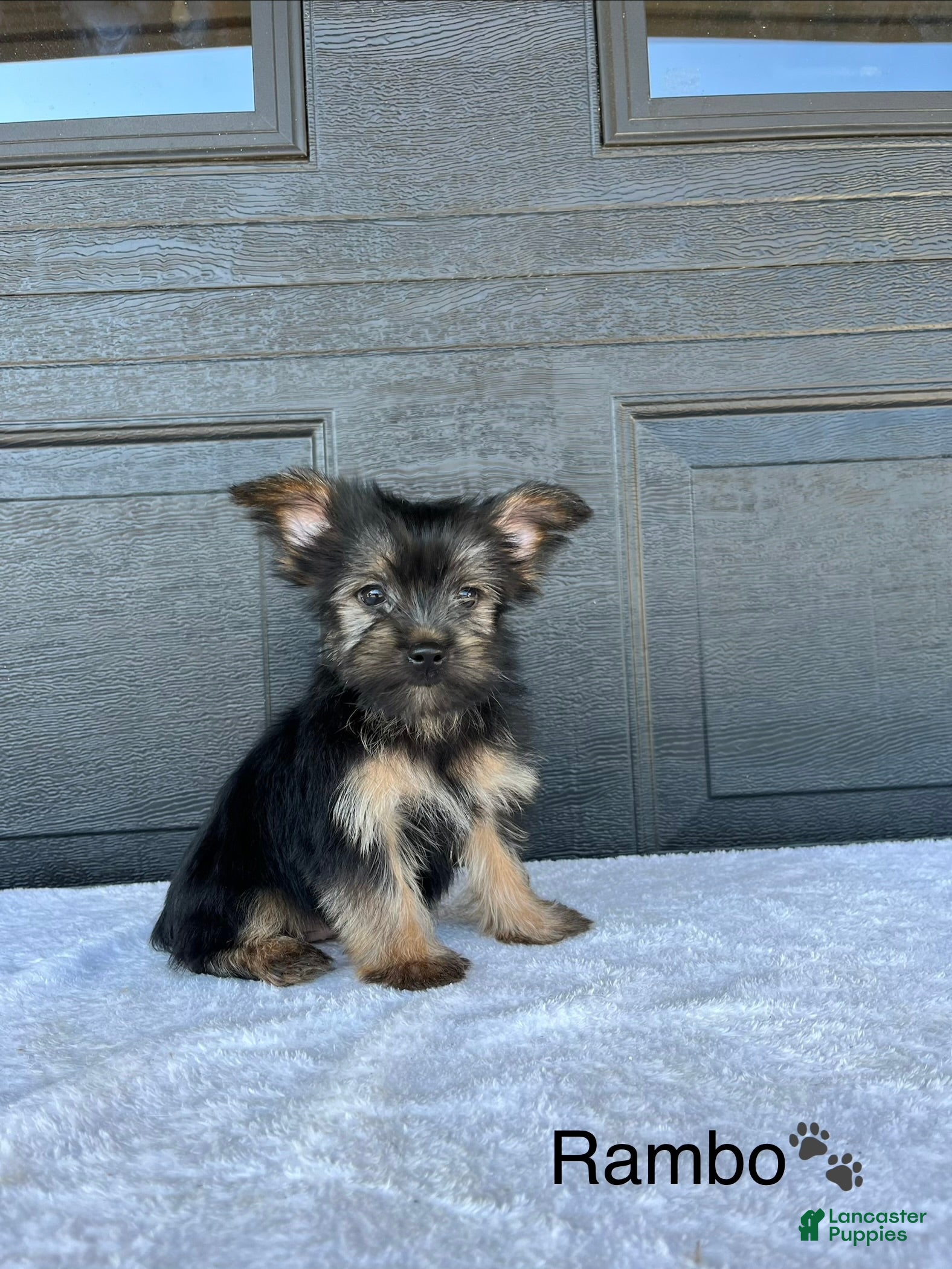 Rambo (Yorkshire Terrier, Male) in Baltic, OH