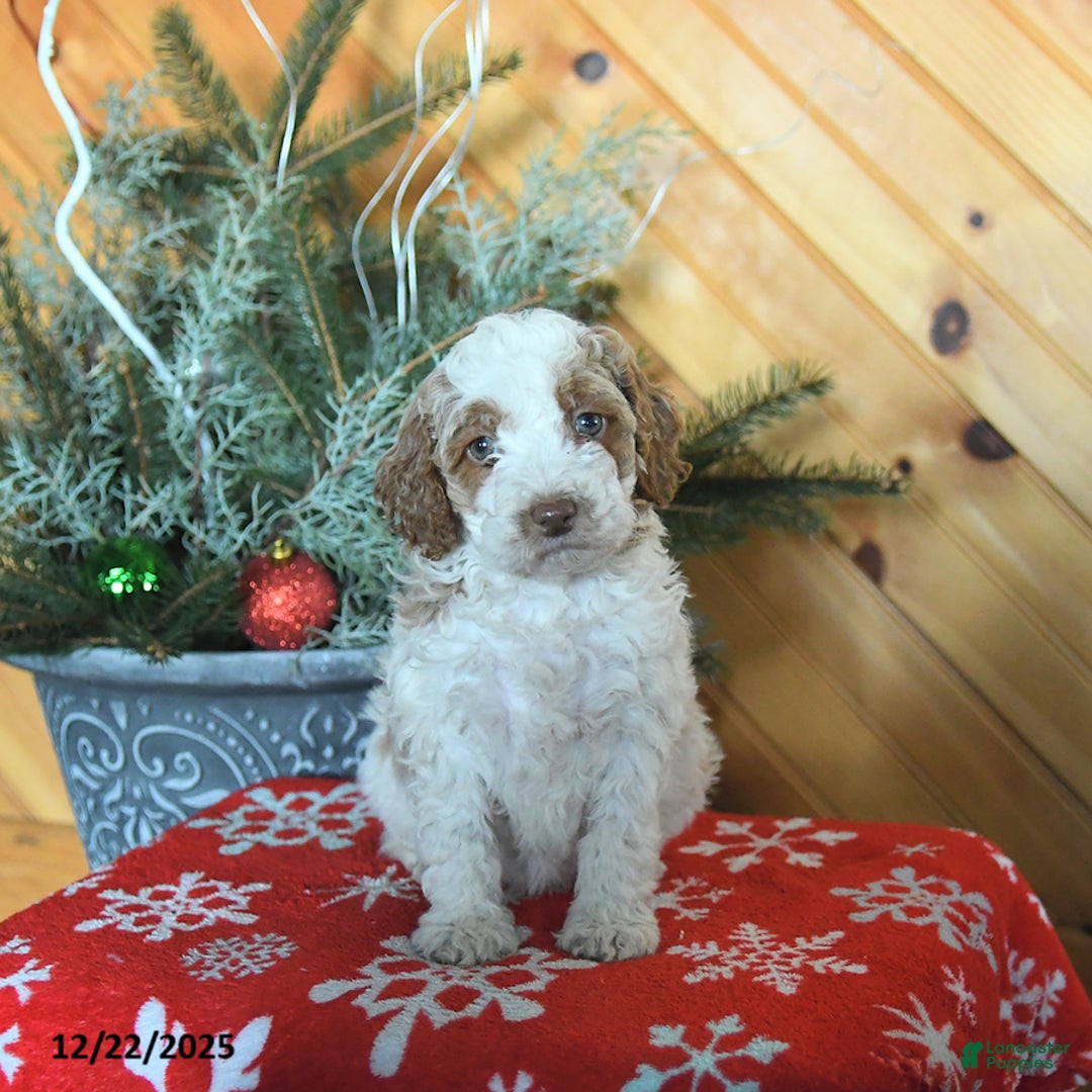 Mini Goldendoodle dogs for sale: Stella - Ad 2