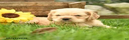 English Cocker Spaniel dogs for sale: Wilfred - Ad 3