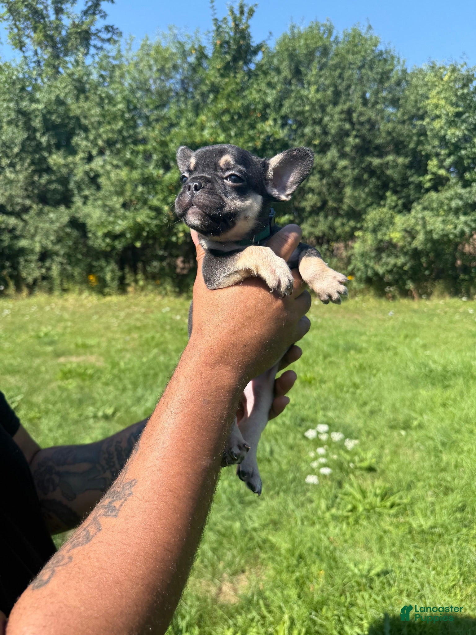 French Bulldog dogs Prada - Ad 33