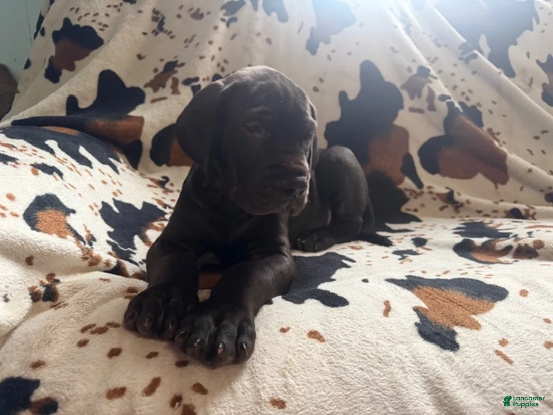Great Dane dogs for sale: Meatloaf - Ad 1