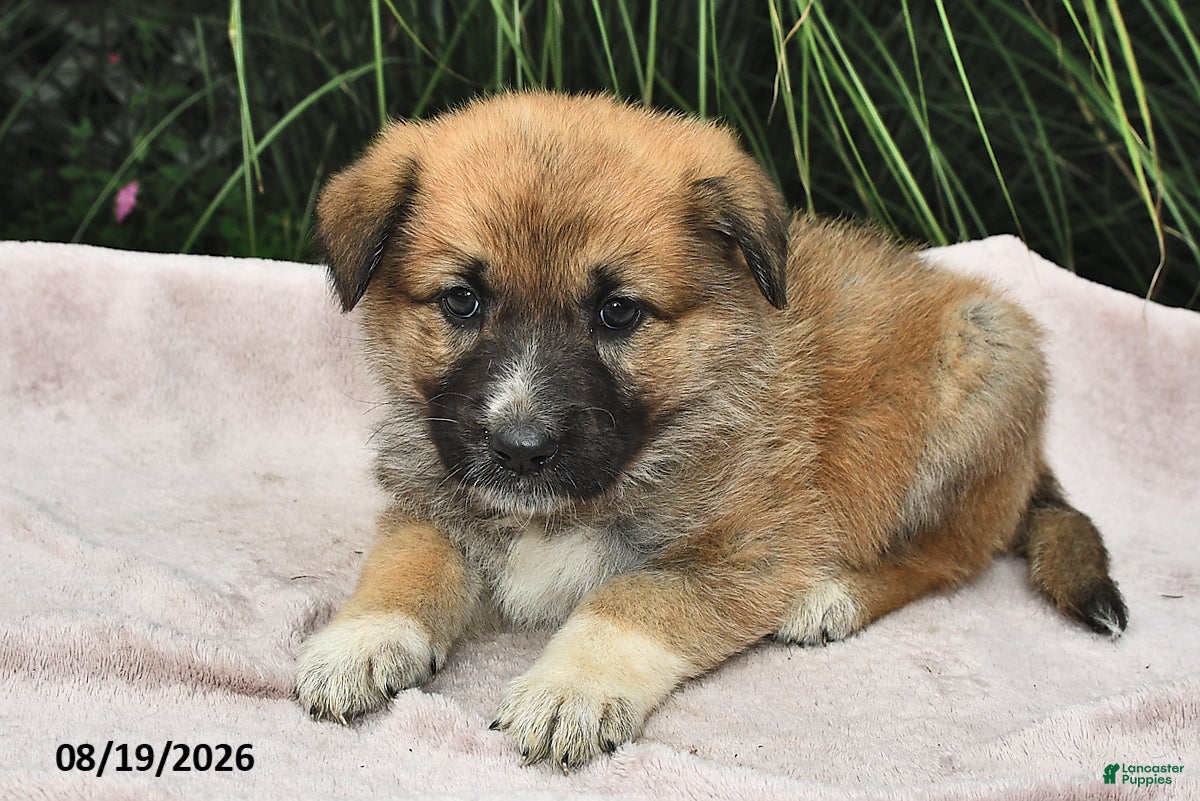 Mixed Breed dogs Estelle  - Ad 2