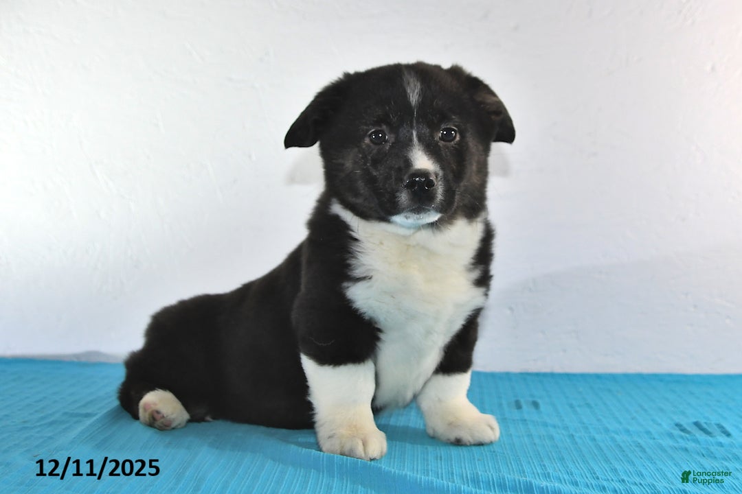 Mixed Breed dogs for sale: Thomas - Ad 2