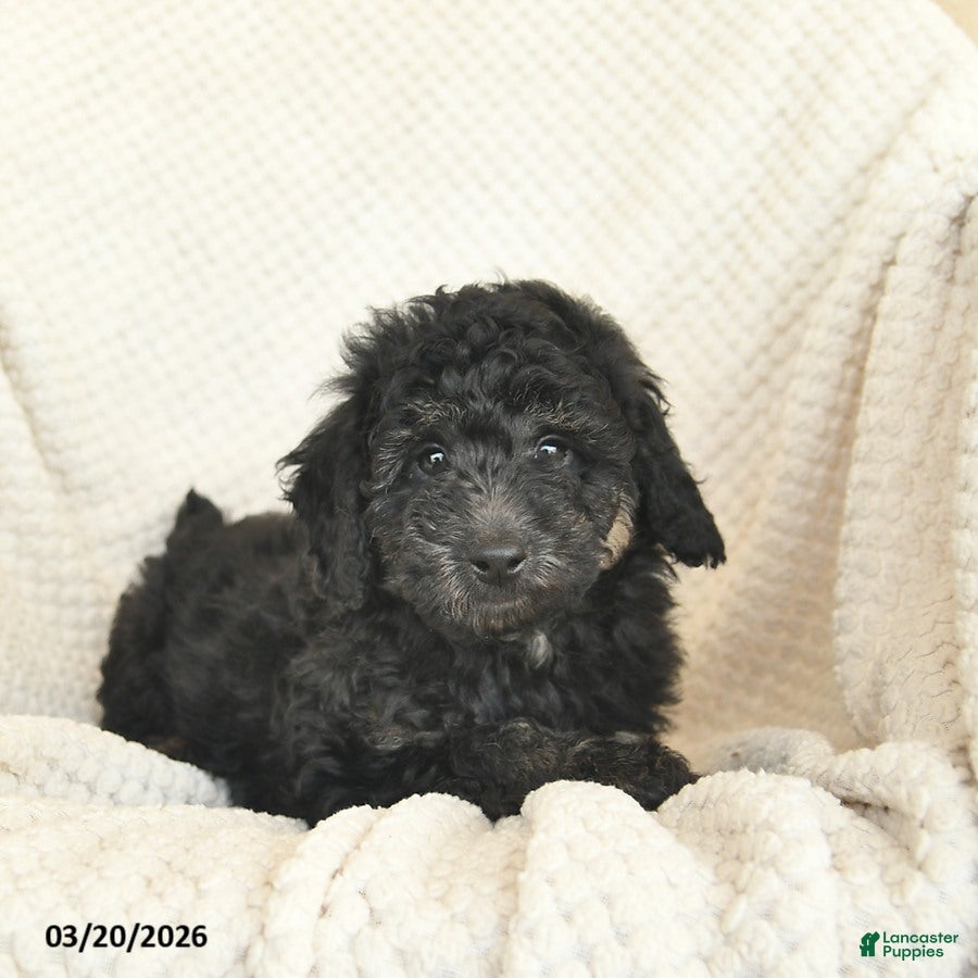 Miniature Poodle dogs Bingo - Ad 2