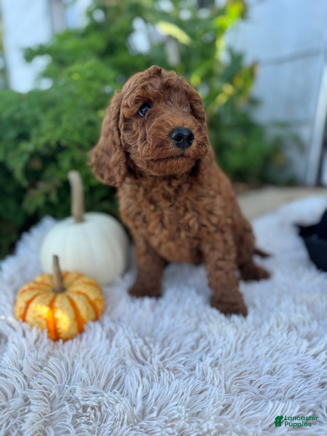 Mini Goldendoodle dogs for sale: Ginger - Ad 3