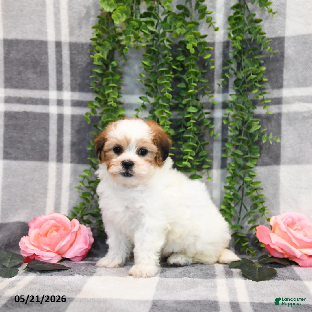 Teddy Bear dogs for sale: Susan - Ad 5