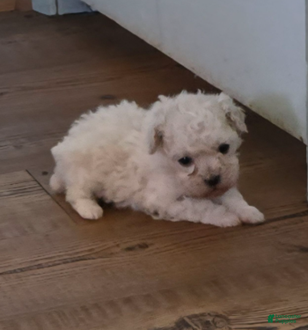 Standard Poodle dogs for sale: Snow - Ad 3