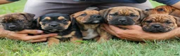 Beabull dogs for sale: Arthur - Ad 20