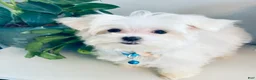 Maltese dogs for sale: Teacup Toby - Ad 6