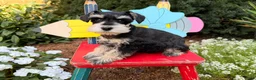 Miniature Schnauzer dogs for sale: Madeline - Ad 3