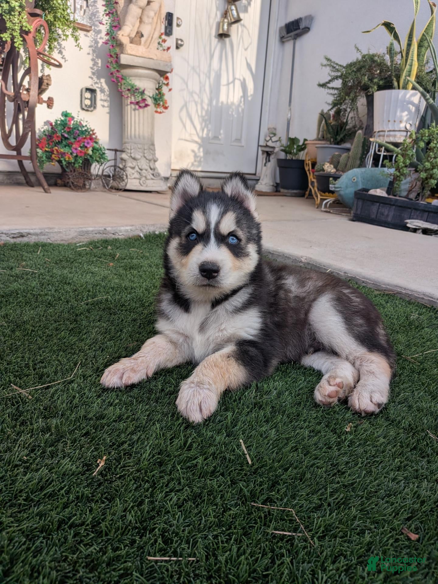 Siberian Husky dogs for sale: Siberian Husky 2 - Ad 5