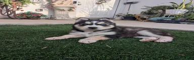 Siberian Husky 2