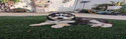 Siberian Husky dogs for sale: Siberian Husky 2 - Ad 1