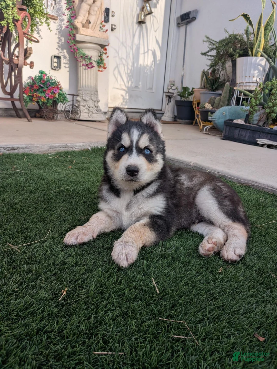Siberian Husky dogs for sale: Siberian Husky 2 - Ad 1