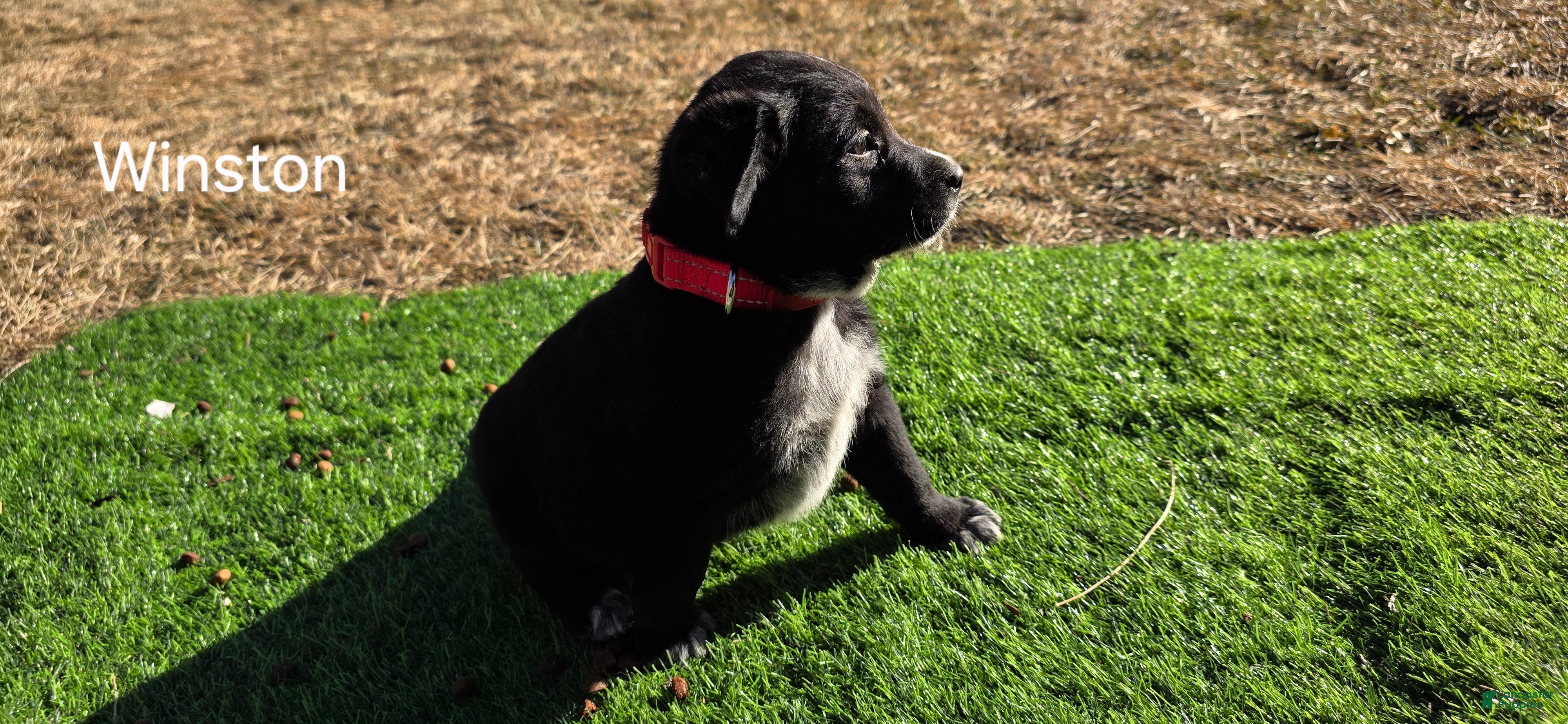 Mixed Breed dogs Winston  - Ad 1