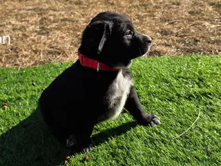 Mixed Breed dogs for sale: Winston - Ad 1