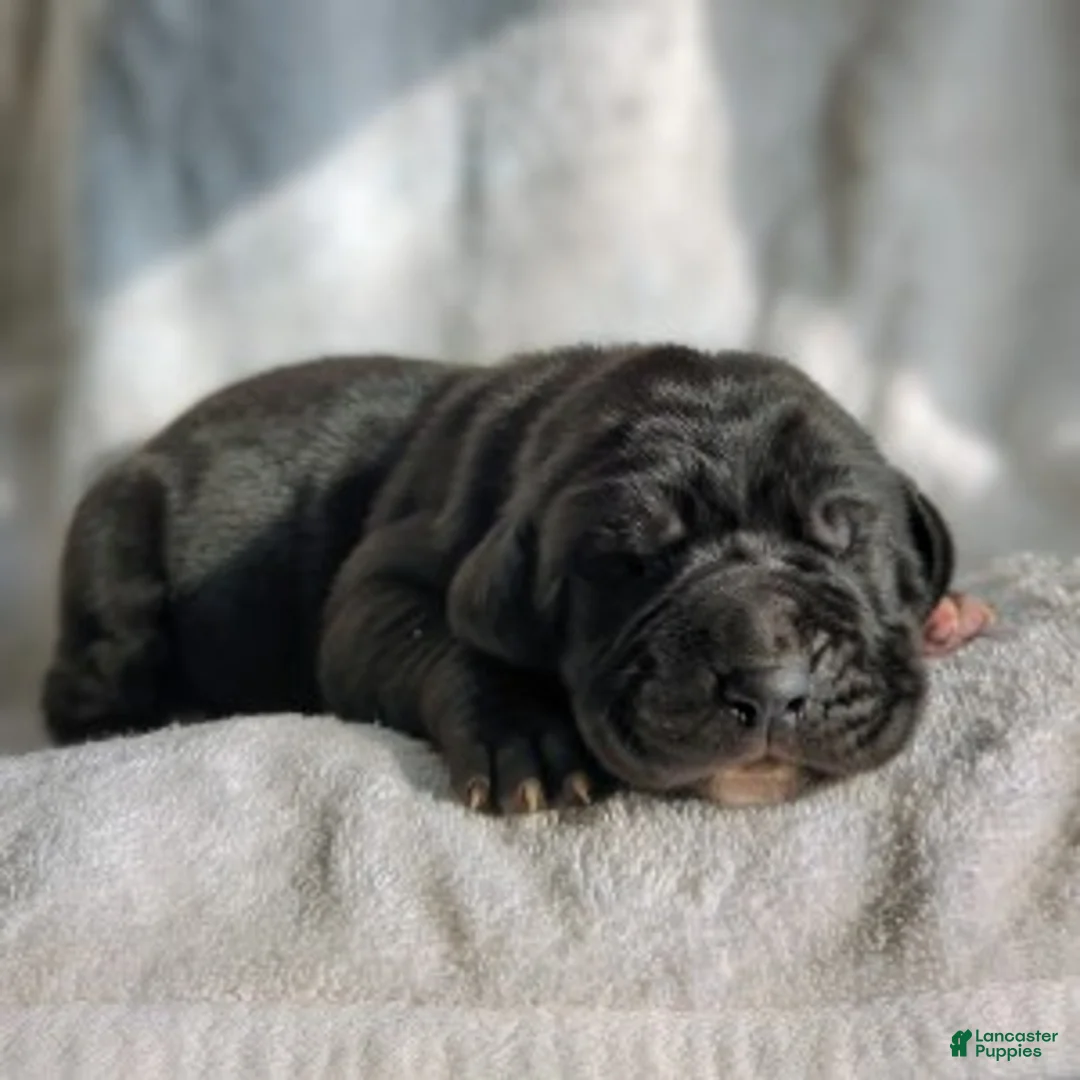 Great Dane dogs for sale: Ebony - Ad 3