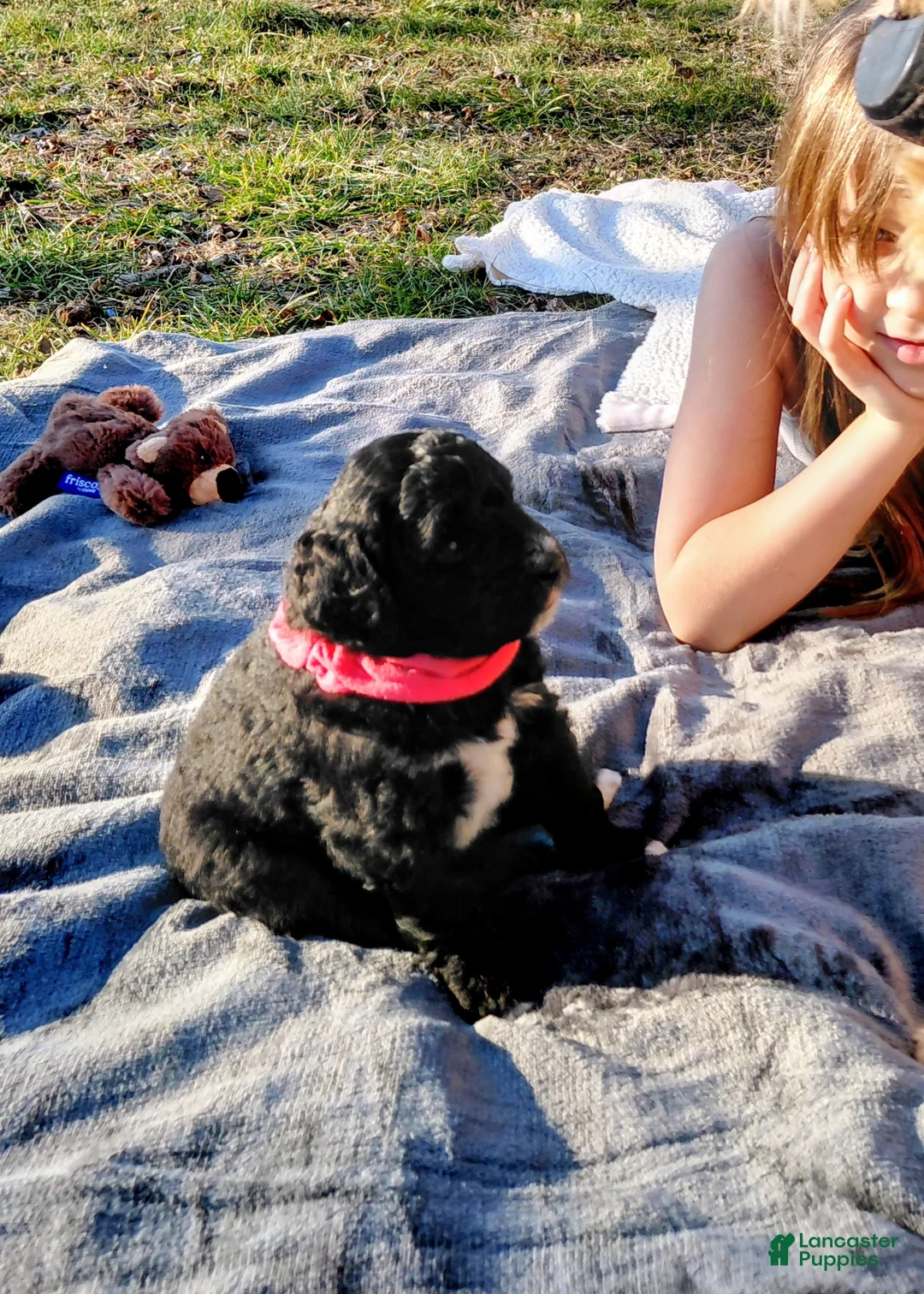 Mini Goldendoodle dogs for sale: Mini Goldendoodle Puppy CHELSEA - Ad 12