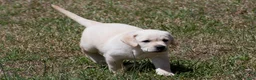 Labrador Retriever dogs for sale: Kate - Ad 6