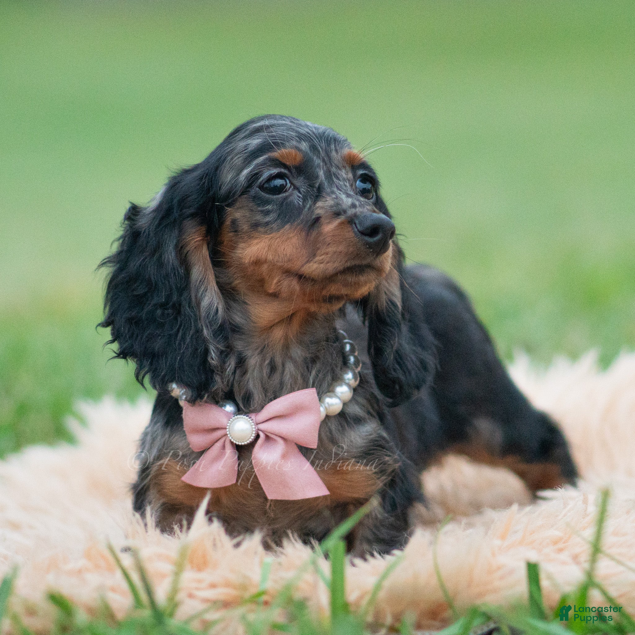 Miniature Dachshund dogs Dottie - Ad 34