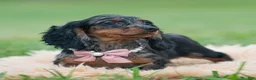 Miniature Dachshund dogs for sale: Dottie - Ad 1