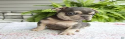 French Bulldog dogs for sale: Rocky - Ad 9