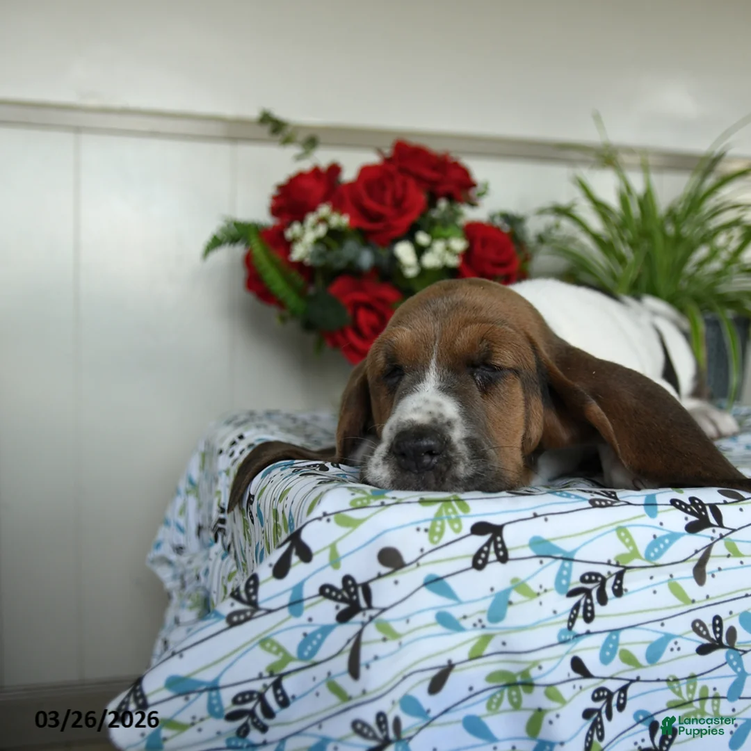 Basset Hound dogs for sale: Eliza - Ad 1