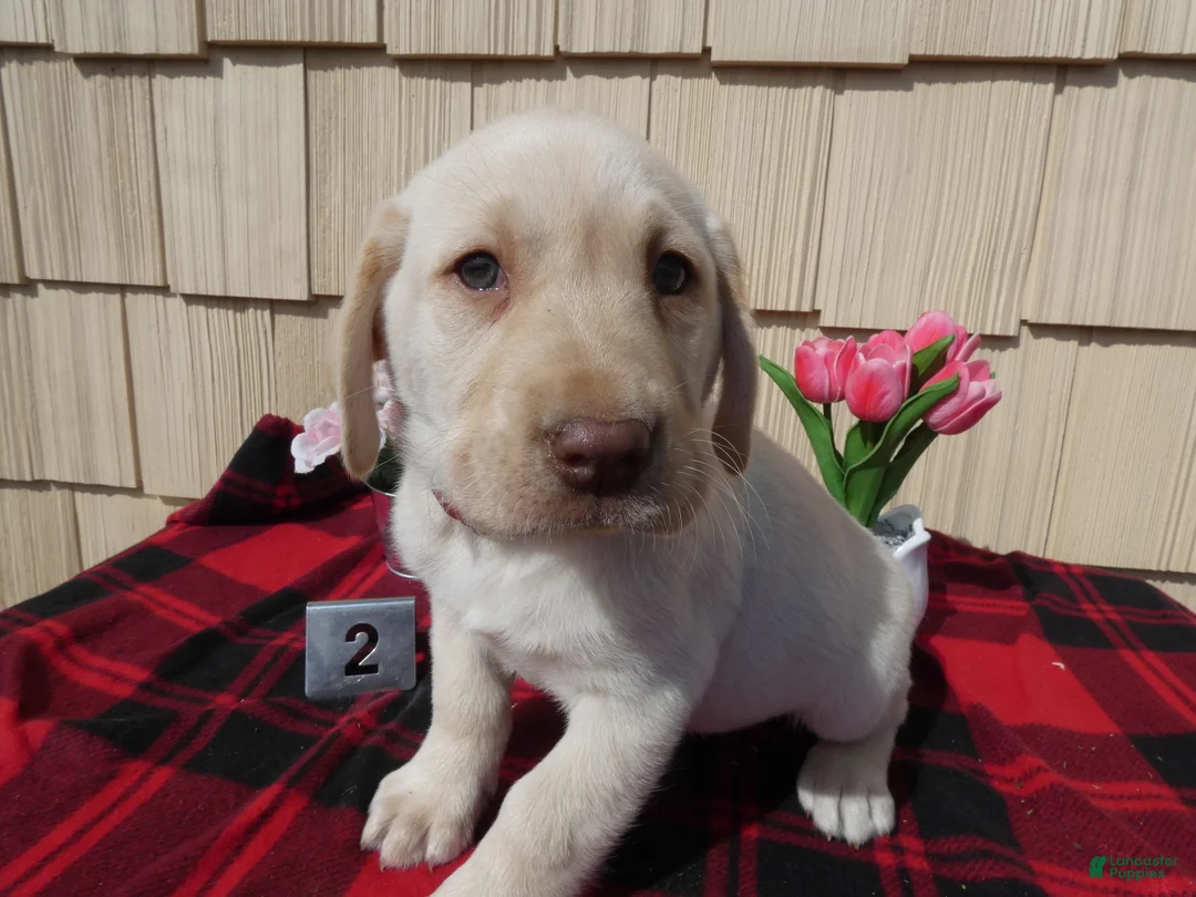 Labrador Retriever dogs for sale: Labrador Retriever Puppy 2 Carson - Ad 2
