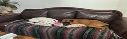 Boxer dogs for sale: Boxer 5 - Ad 3