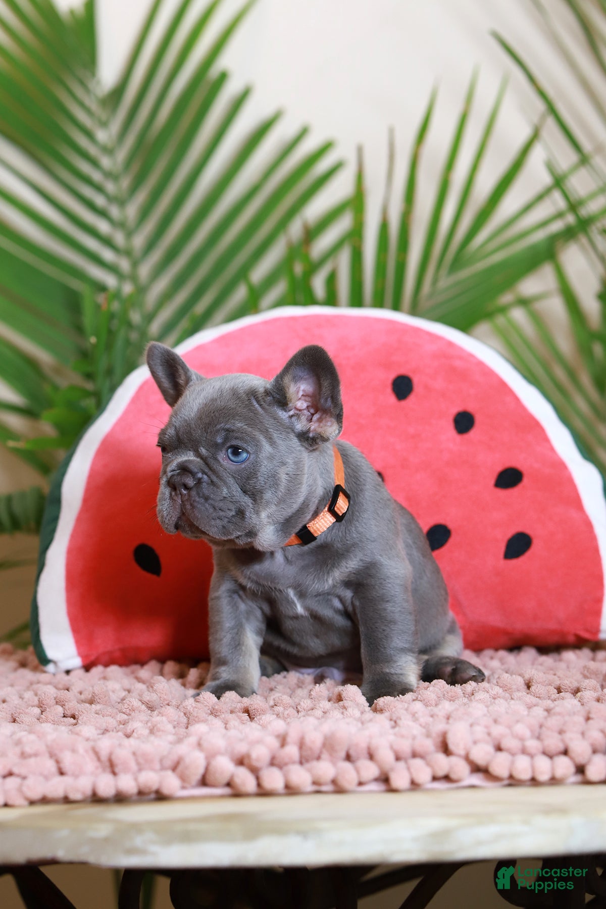 French Bulldog dogs Rodger - Ad 2