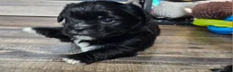 Teddy Bear dogs for sale: Tucker - Ad 2