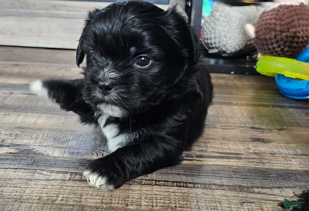 Teddy Bear dogs for sale: Tucker - Ad 2