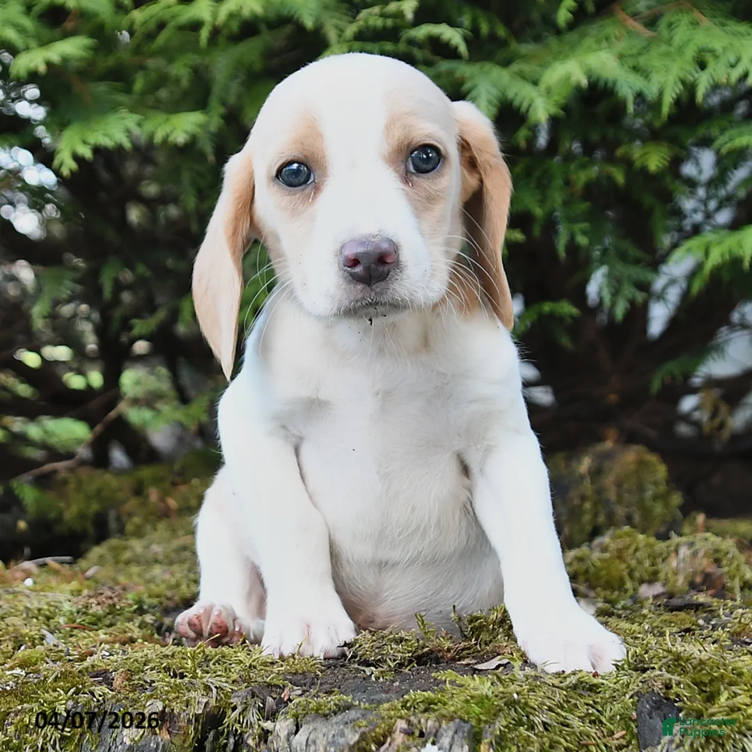 Beagle dogs for sale: Hunter - Ad 3
