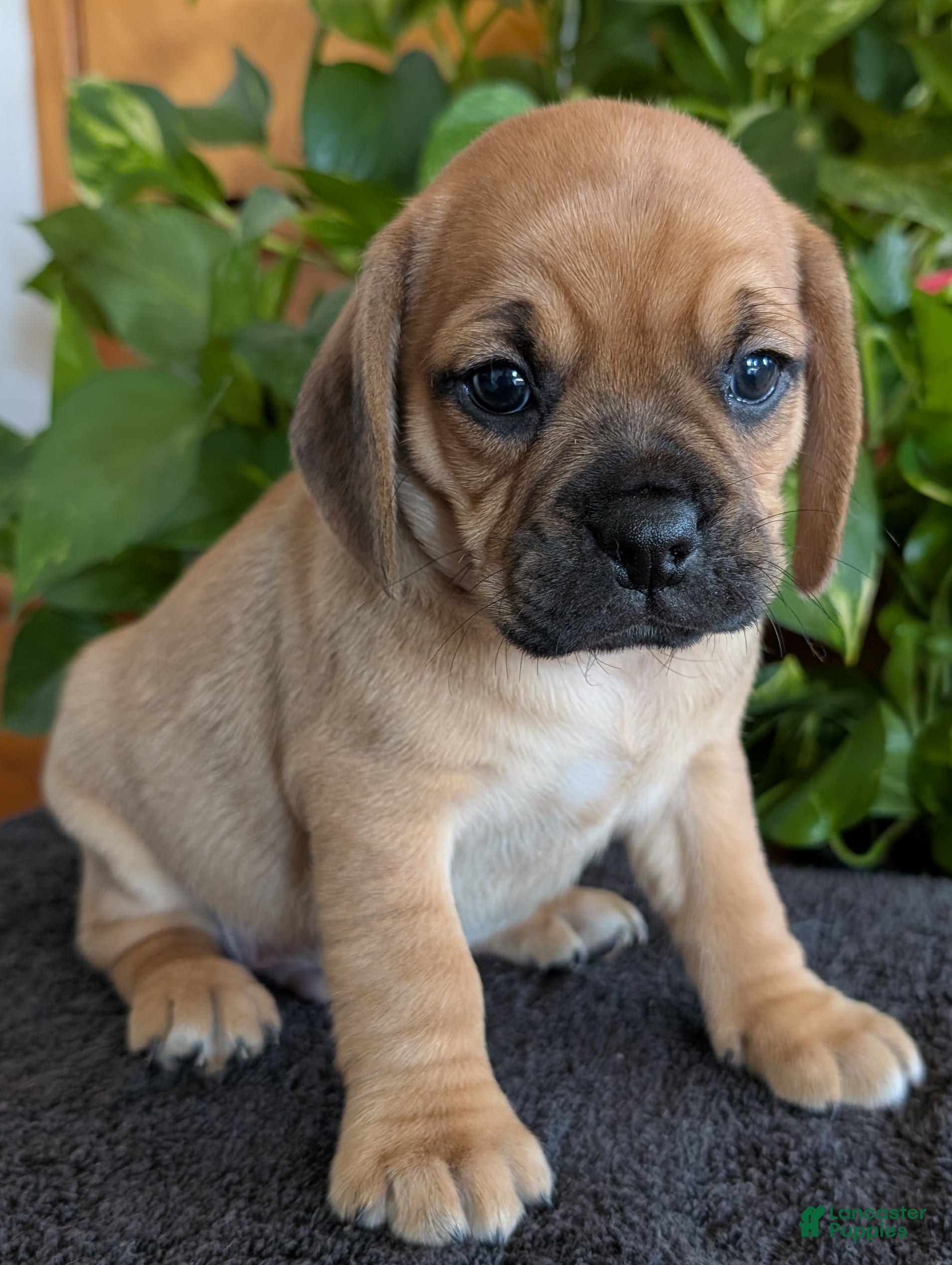Puggle dogs Kobe  - Ad 1