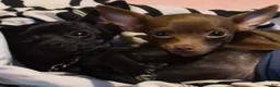 Chihuahua dogs for sale: Chihuahua 1 - Ad 10