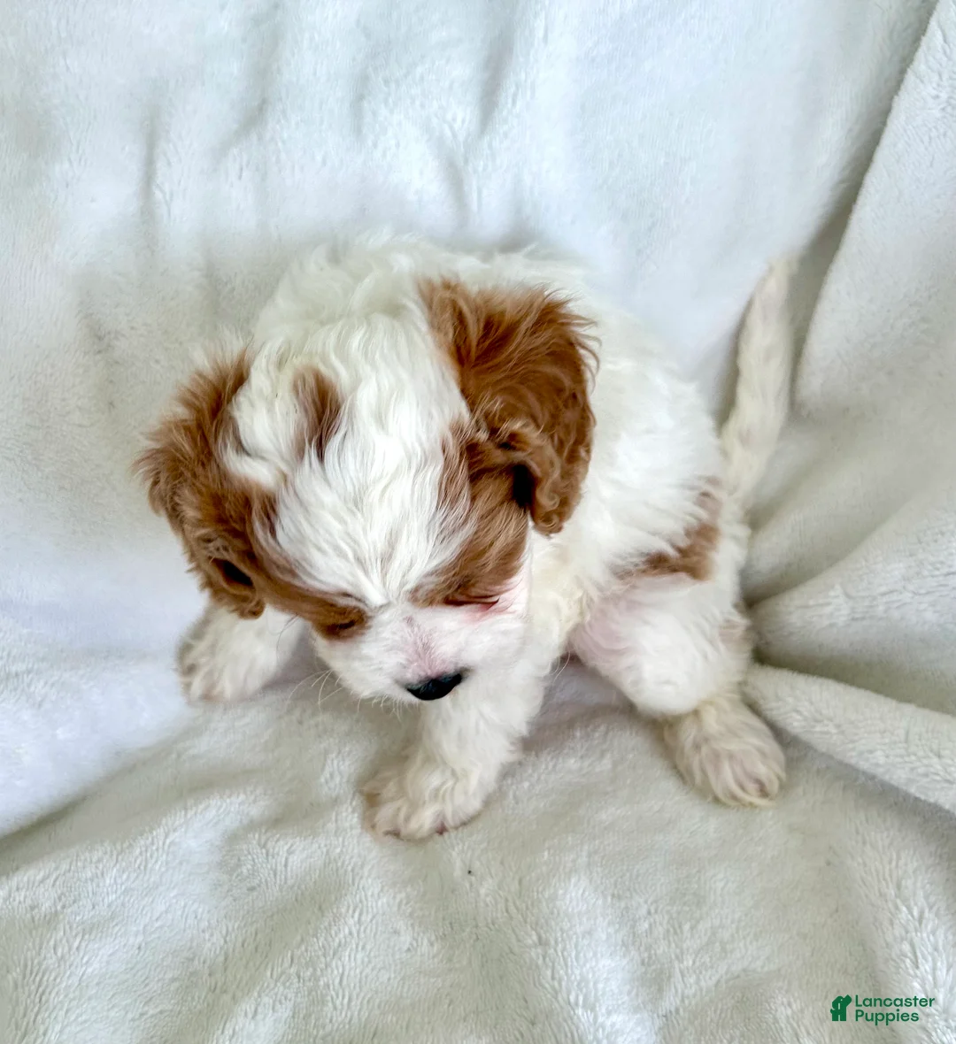 Cavapoo dogs for sale: Daphne 💗 - Ad 2