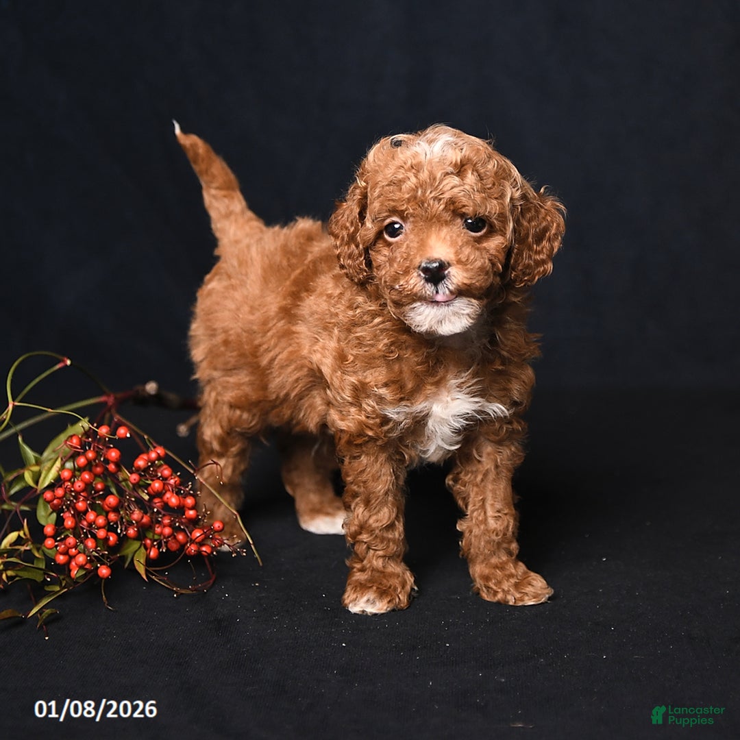 Toy Poodle dogs for sale: Mickey - Ad 4