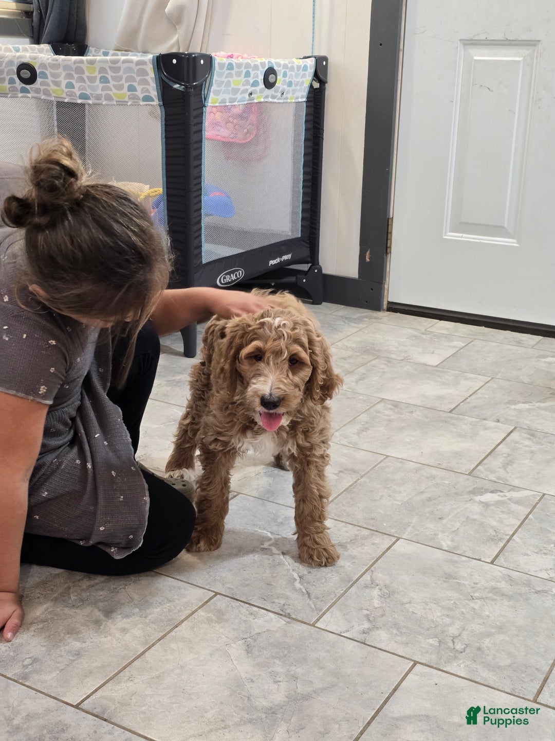 Goldendoodle dogs for sale: Daisy - Ad 7