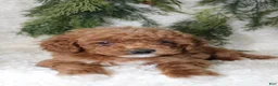 Miniature Poodle dogs for sale: Miniature Poodle 1 - Ad 3