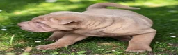 Shar Pei dogs for sale: Larry  - Ad 20