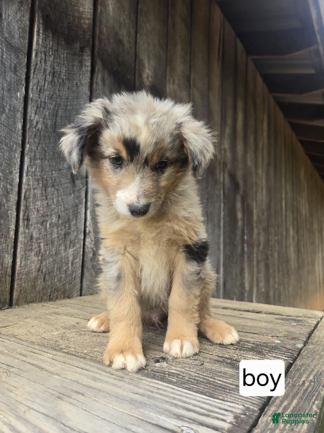 Australian Shepherd dogs Australian Shepherd Puppy 6 - Ad 42